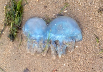 blue blubber jellyfish