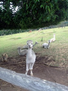 Alpaca